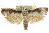  (Cryptophasa sp. ANIC19 - CCDB-15737-B01)  @15 [ ] CreativeCommons - Attribution (2011) ANIC/CBG Photography Group Centre for Biodiversity Genomics