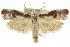  ( - CCDB-15737-B02)  @15 [ ] CreativeCommons - Attribution (2011) ANIC/CBG Photography Group Centre for Biodiversity Genomics