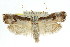  ( - CCDB-15737-B03)  @14 [ ] CreativeCommons - Attribution (2011) ANIC/CBG Photography Group Centre for Biodiversity Genomics
