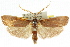  ( - CCDB-15737-C01)  @15 [ ] CreativeCommons - Attribution (2011) ANIC/CBG Photography Group Centre for Biodiversity Genomics