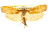  ( - CCDB-15737-C07)  @11 [ ] CreativeCommons - Attribution (2011) ANIC/CBG Photography Group Centre for Biodiversity Genomics