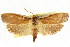  ( - CCDB-15737-C08)  @11 [ ] CreativeCommons - Attribution (2011) ANIC/CBG Photography Group Centre for Biodiversity Genomics