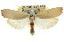  (Cryptophasa sp. ANIC29 - CCDB-15737-C10)  @14 [ ] CreativeCommons - Attribution (2011) ANIC/CBG Photography Group Centre for Biodiversity Genomics