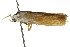  ( - CCDB-15737-C12)  @12 [ ] CreativeCommons - Attribution (2011) ANIC/CBG Photography Group Centre for Biodiversity Genomics