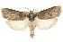  ( - CCDB-15737-D10)  @13 [ ] CreativeCommons - Attribution (2011) ANIC/CBG Photography Group Centre for Biodiversity Genomics