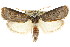  ( - CCDB-15737-D11)  @13 [ ] CreativeCommons - Attribution (2011) ANIC/CBG Photography Group Centre for Biodiversity Genomics
