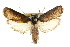  ( - CCDB-15737-D12)  @13 [ ] CreativeCommons - Attribution (2011) ANIC/CBG Photography Group Centre for Biodiversity Genomics