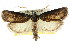  ( - CCDB-15737-E01)  @13 [ ] CreativeCommons - Attribution (2011) ANIC/CBG Photography Group Centre for Biodiversity Genomics