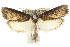  ( - CCDB-15737-E02)  @13 [ ] CreativeCommons - Attribution (2011) ANIC/CBG Photography Group Centre for Biodiversity Genomics