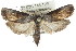  (Cryptophasa atecmarta - CCDB-15737-E04)  @15 [ ] CreativeCommons - Attribution (2011) ANIC/CBG Photography Group Centre for Biodiversity Genomics
