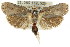  ( - CCDB-15737-E08)  @11 [ ] CreativeCommons - Attribution (2011) ANIC/CBG Photography Group Centre for Biodiversity Genomics