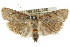  ( - CCDB-15737-E09)  @11 [ ] CreativeCommons - Attribution (2011) ANIC/CBG Photography Group Centre for Biodiversity Genomics