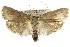  ( - CCDB-15737-E10)  @11 [ ] CreativeCommons - Attribution (2011) ANIC/CBG Photography Group Centre for Biodiversity Genomics