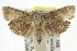  ( - CCDB-15737-E12)  @11 [ ] CreativeCommons - Attribution (2011) ANIC/CBG Photography Group Centre for Biodiversity Genomics