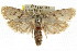  (Cryptophasa sp. ANIC37 - CCDB-15737-F01)  @11 [ ] CreativeCommons - Attribution (2011) ANIC/CBG Photography Group Centre for Biodiversity Genomics