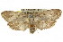  ( - CCDB-15737-F04)  @11 [ ] CreativeCommons - Attribution (2011) ANIC/CBG Photography Group Centre for Biodiversity Genomics
