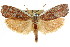  (Cryptophasa russata PS1 - CCDB-15738-A02)  @15 [ ] CreativeCommons - Attribution (2011) ANIC/CBG Photography Group Centre for Biodiversity Genomics