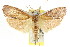  ( - CCDB-15738-A06)  @11 [ ] CreativeCommons - Attribution (2011) ANIC/CBG Photography Group Centre for Biodiversity Genomics