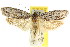  ( - CCDB-15738-E09)  @11 [ ] CreativeCommons - Attribution (2011) ANIC/CBG Photography Group Centre for Biodiversity Genomics