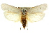  ( - CCDB-15739-B03)  @11 [ ] CreativeCommons - Attribution (2011) ANIC/CBG Photography Group Centre for Biodiversity Genomics
