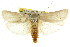  ( - CCDB-15739-B04)  @11 [ ] CreativeCommons - Attribution (2011) ANIC/CBG Photography Group Centre for Biodiversity Genomics