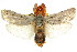  ( - CCDB-15739-B07)  @11 [ ] CreativeCommons - Attribution (2011) ANIC/CBG Photography Group Centre for Biodiversity Genomics