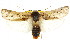  ( - CCDB-15739-B10)  @11 [ ] CreativeCommons - Attribution (2011) ANIC/CBG Photography Group Centre for Biodiversity Genomics