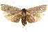  ( - CCDB-15739-B11)  @11 [ ] CreativeCommons - Attribution (2011) ANIC/CBG Photography Group Centre for Biodiversity Genomics