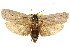  ( - CCDB-15739-B12)  @11 [ ] CreativeCommons - Attribution (2011) ANIC/CBG Photography Group Centre for Biodiversity Genomics