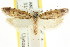  ( - CCDB-15739-D10)  @11 [ ] CreativeCommons - Attribution (2011) ANIC/CBG Photography Group Centre for Biodiversity Genomics