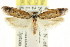  ( - CCDB-15739-D11)  @11 [ ] CreativeCommons - Attribution (2011) ANIC/CBG Photography Group Centre for Biodiversity Genomics