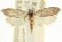  ( - CCDB-15739-D12)  @11 [ ] CreativeCommons - Attribution (2011) ANIC/CBG Photography Group Centre for Biodiversity Genomics