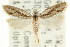  ( - CCDB-15739-E07)  @11 [ ] CreativeCommons - Attribution (2011) ANIC/CBG Photography Group Centre for Biodiversity Genomics