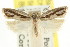  ( - CCDB-15739-E09)  @11 [ ] CreativeCommons - Attribution (2011) ANIC/CBG Photography Group Centre for Biodiversity Genomics