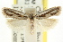  ( - CCDB-15739-E10)  @11 [ ] CreativeCommons - Attribution (2011) ANIC/CBG Photography Group Centre for Biodiversity Genomics