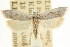  ( - CCDB-15739-F01)  @11 [ ] CreativeCommons - Attribution (2011) ANIC/CBG Photography Group Centre for Biodiversity Genomics