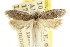  ( - CCDB-15739-F02)  @11 [ ] CreativeCommons - Attribution (2011) ANIC/CBG Photography Group Centre for Biodiversity Genomics