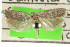  ( - CCDB-15739-F05)  @11 [ ] CreativeCommons - Attribution (2011) ANIC/CBG Photography Group Centre for Biodiversity Genomics