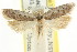  ( - CCDB-15739-F06)  @11 [ ] CreativeCommons - Attribution (2011) ANIC/CBG Photography Group Centre for Biodiversity Genomics