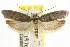  ( - CCDB-15739-F10)  @11 [ ] CreativeCommons - Attribution (2011) ANIC/CBG Photography Group Centre for Biodiversity Genomics