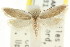  ( - CCDB-15739-G06)  @11 [ ] CreativeCommons - Attribution (2011) ANIC/CBG Photography Group Centre for Biodiversity Genomics