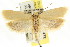  ( - CCDB-15739-H03)  @11 [ ] CreativeCommons - Attribution (2011) ANIC/CBG Photography Group Centre for Biodiversity Genomics