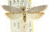  ( - CCDB-15739-H10)  @11 [ ] CreativeCommons - Attribution (2011) ANIC/CBG Photography Group Centre for Biodiversity Genomics