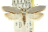  ( - CCDB-15740-A01)  @11 [ ] CreativeCommons - Attribution (2011) ANIC/CBG Photography Group Centre for Biodiversity Genomics