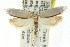  ( - CCDB-15740-A03)  @14 [ ] CreativeCommons - Attribution (2011) ANIC/CBG Photography Group Centre for Biodiversity Genomics