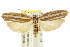  ( - CCDB-15740-A12)  @11 [ ] CreativeCommons - Attribution (2011) ANIC/CBG Photography Group Centre for Biodiversity Genomics