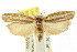  ( - CCDB-15740-B01)  @11 [ ] CreativeCommons - Attribution (2011) ANIC/CBG Photography Group Centre for Biodiversity Genomics