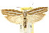  ( - CCDB-15740-C07)  @14 [ ] CreativeCommons - Attribution (2011) ANIC/CBG Photography Group Centre for Biodiversity Genomics
