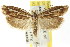  ( - CCDB-15740-D02)  @11 [ ] CreativeCommons - Attribution (2011) ANIC/CBG Photography Group Centre for Biodiversity Genomics