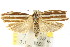  ( - CCDB-15740-D04)  @11 [ ] CreativeCommons - Attribution (2011) ANIC/CBG Photography Group Centre for Biodiversity Genomics